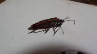 How to Kill Boxelder Bug Pests Without Pesticides  Boxelder Bug Infestation in Toronto Area [upl. by Rostand870]