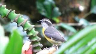 The Bananaquit [upl. by Notlek]