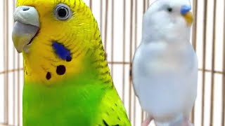 BUDGIE singing sound [upl. by Haze]