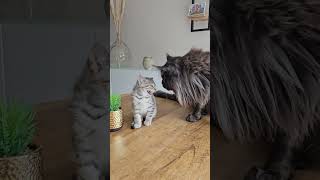 Giant maine coon meets little kitten [upl. by Ademla]