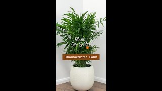 Plant Care Guide  Chamaedorea Palm Plant [upl. by Vonni41]