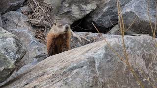 La Marmotte au Parc des SeptChutes à SaintGeorges Québec Canada [upl. by Airamat]