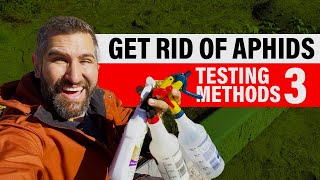 How to Get Rid of APHIDS  Testing 3 Methods with Before amp After Oil Soap Homemade [upl. by Aisylla955]