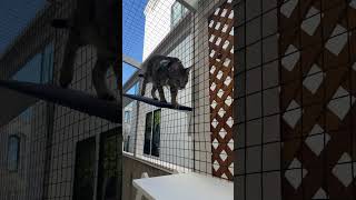 Savannah Cat in a Catio [upl. by Warwick]