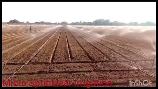 Micro Sprinkler Irrigation Sistem [upl. by Vigen653]