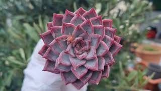 Echeveria Agavoides Black Swan [upl. by Kay]