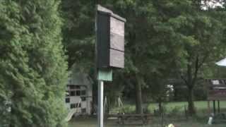 Bat House Video [upl. by Caritta]