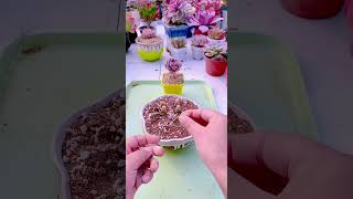 Replant succulents by leaves shortvideo plants indoorgardening garden houseplants nature [upl. by Idnahs]