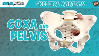 Coxa amp Pelvis Anatomy [upl. by Sirap]