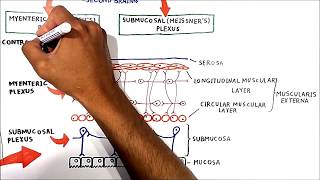 The enteric nervous system [upl. by Everrs261]