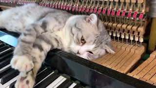 30 MINUTES Piano woogie boogie massages for meow [upl. by Vassily]