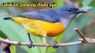 Burung TALOKAN GUNUNG dada api gacor  PANCINGAN BUNYI TALOKAN GUNUNG DADA API [upl. by Aneema]