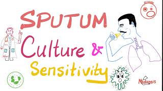 Sputum Culture and Sensitivity  Sputum Sample  Labs 🧪 [upl. by Rusticus]