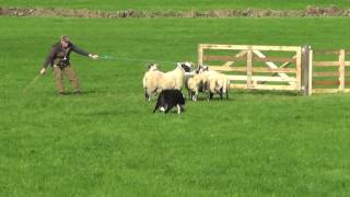 Irish National Sheepdog Trials 2016 JP McGees Glencregg SilverJnr [upl. by Fogarty]