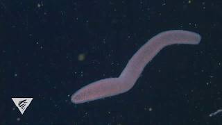 Pyrosomes are freefloating bioluminescent colonial tunicates [upl. by Atronna]