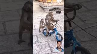 Bandra ki comedy monkey funny animals cute funnymonkey khushivarma babyanimal khushisharma [upl. by Ehling]