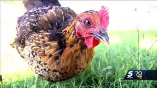 Talks to legalize backyard chickens in Moore as salmonella outbreak continues [upl. by Millham]