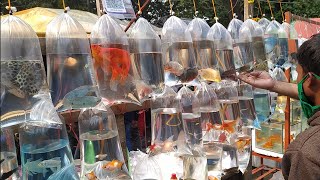 RECENT AQUARIUM FISH PRICE UPDATE GALIFF STREET FISH MARKET KOLKATA CHEAP PRICE VISIT 26 DEC 2021 [upl. by Jeralee844]