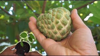 How to eat custard apple sugar apple [upl. by Utimer]