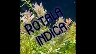 Care and Growth of Rotala Indica [upl. by Howzell]