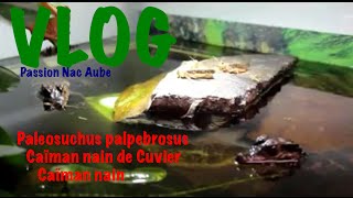 Vlog Alimentation Vivant Paleosuchus palpebrosus Caïman nain de Cuvier ou Caïman nain [upl. by Jacobson139]