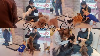 Japan Vlog  Dog Cafe at Takeshita street  Shinjuku🐶 [upl. by Corilla727]