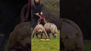 Pitbull Vs Presa Canario Fight 😡😡😈 shorts viral [upl. by Akilam]