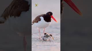 The American oystercatcher occasionally called the American pied naturalbeauty birds bird cute [upl. by Kriste]