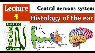 4Histology of EarCNS [upl. by Licastro451]