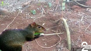 Como se hace trampa de lazo para pacalapa tepezcuintlearmadillo suegra muy fácil de hacer [upl. by Nailuj470]