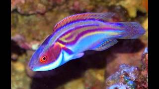 My Top 10 Wrasses [upl. by Ramgad]