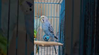 Budgerigar Bird cute [upl. by Paschasia]