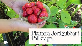 Plantera Jordgubbar i Pallkrage [upl. by Georgine]