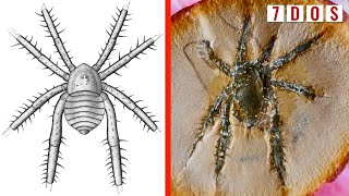 308 MillionYearOld Arachnid With Spiked Legs Found in Illinois  7 Days of Science [upl. by Nylirehs]