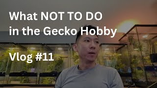 What NOT TO DO in the Gecko Hobby  Vlog 11 of Zeros Geckos [upl. by Aisayt899]