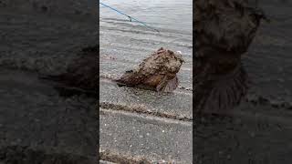 Stonefish most venomous fish in the world shit [upl. by Otrevogir539]