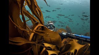 Spearfishing Norway  Saltstraumen [upl. by Acinad]