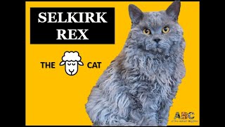 SELKIRK REX  The sheep cat [upl. by Ramos]