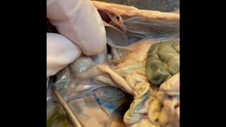 Digestive System of a Fetal Pig [upl. by Cohin]