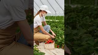 The Secret Weapon of Successful Gardeners 🌱  FARM TIPS 💡 JOIN US 🔔 futurefarming polytunnel [upl. by Odnavres]