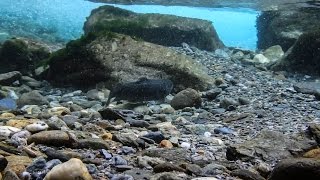 Pêche au toc dans un doron de montagne [upl. by Cailly676]