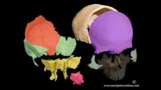 Cranial motion colored bones 21 sec movie [upl. by Buyer701]