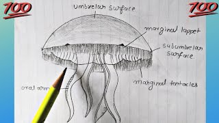 Classification of animals Phylum  Cnidaria  how to draw jellyfish Aurelia diagram [upl. by Nathaniel]