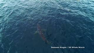 Mako Shark vs Harbor Seal [upl. by Amary]