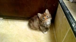 Cute Kitten meowing because mom cat is not there [upl. by Huber]