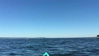 Morning Kayaking in Seattle Golden Gardens Park  Carkeek Park Beach [upl. by Lecirg]