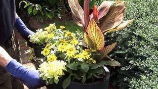 Planting Canna quotTropicannaquot in Containers [upl. by Hola]