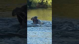 Hippos Fighting krugernationalpark animalfightsinthewild hippopotamus [upl. by Bugbee947]