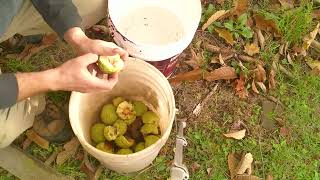 Cleaning and Saving Osage Orange Seed the Easy Way [upl. by Rexferd]