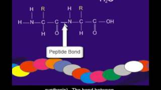 Proteins and amino acids [upl. by Stila]